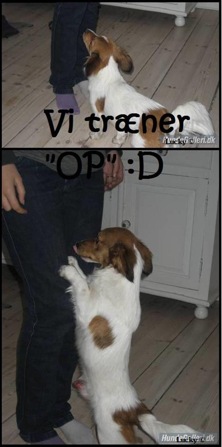 Blanding af racer Badman's *Lucky* Day. billede 5