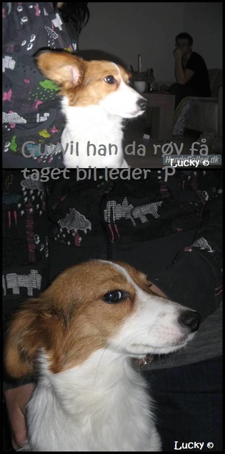 Blanding af racer Badman's *Lucky* Day. billede 6