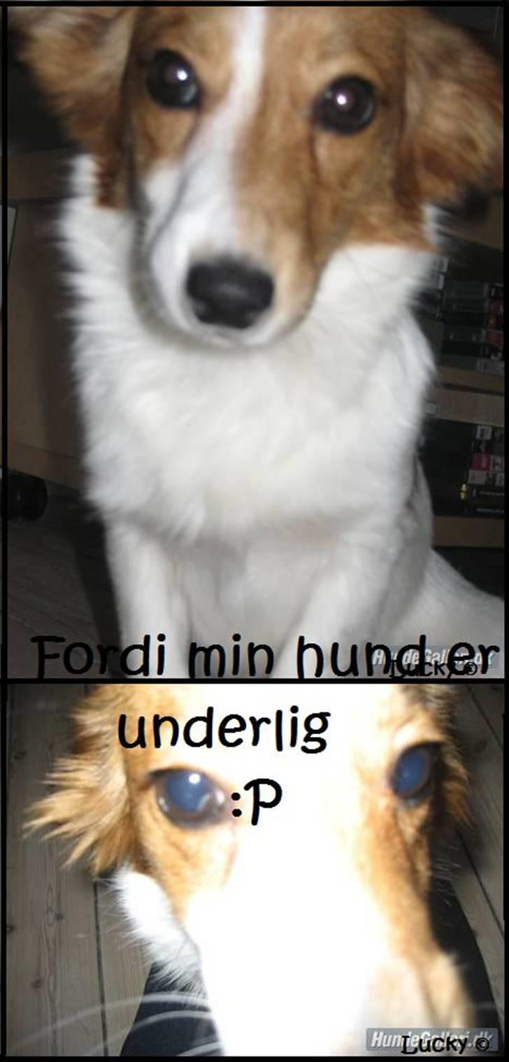 Blanding af racer Badman's *Lucky* Day. billede 7