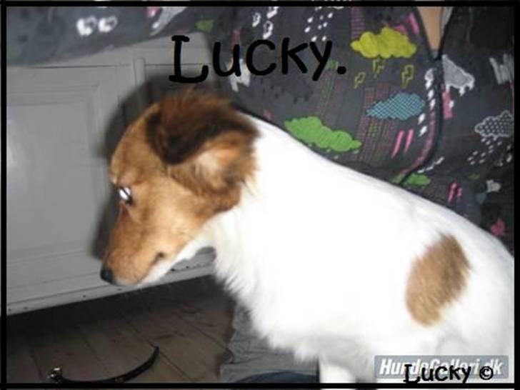 Blanding af racer Badman's *Lucky* Day. billede 9