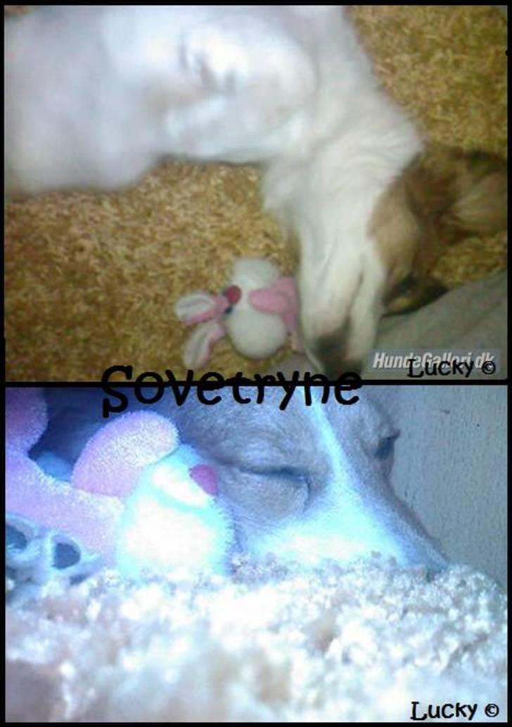 Blanding af racer Badman's *Lucky* Day. billede 10