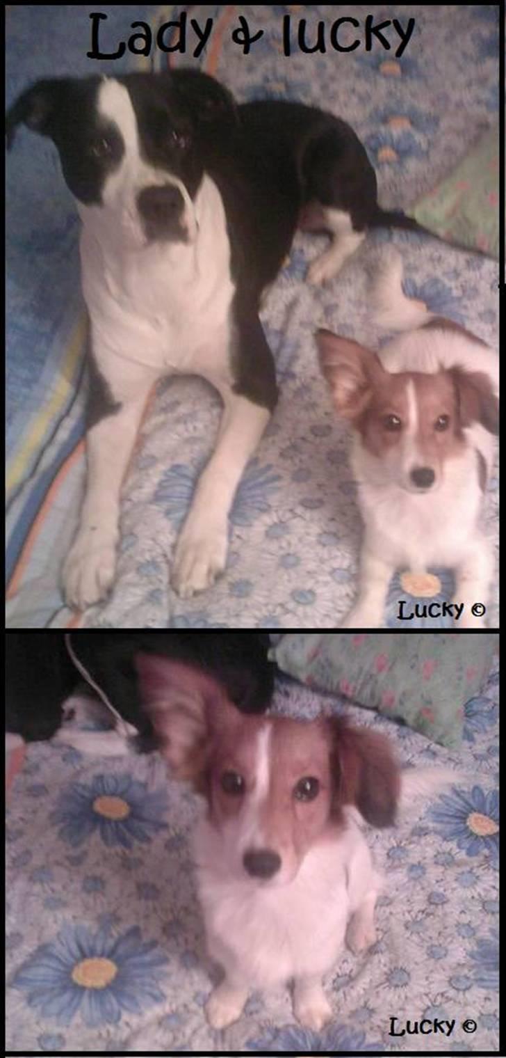 Blanding af racer Badman's *Lucky* Day. billede 11