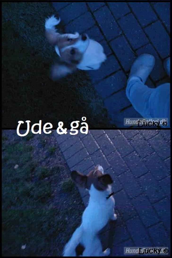 Blanding af racer Badman's *Lucky* Day. billede 12