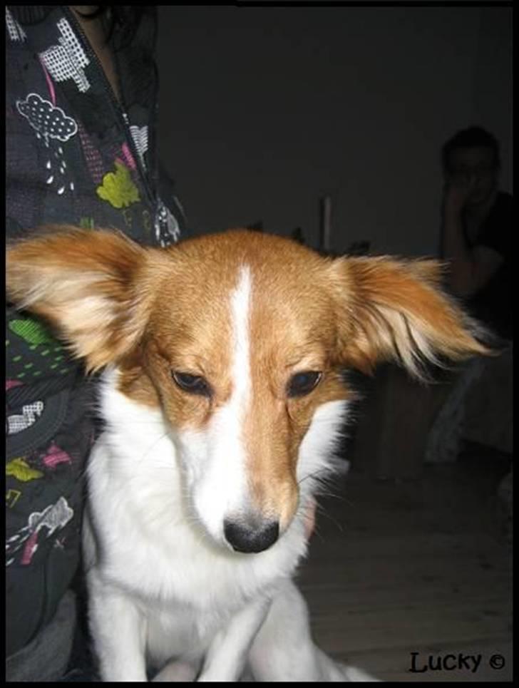 Blanding af racer Badman's *Lucky* Day. billede 13