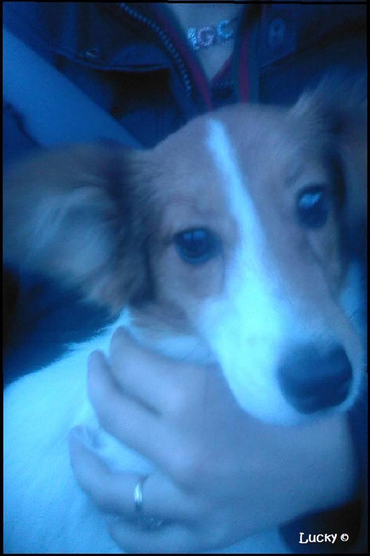 Blanding af racer Badman's *Lucky* Day. billede 15