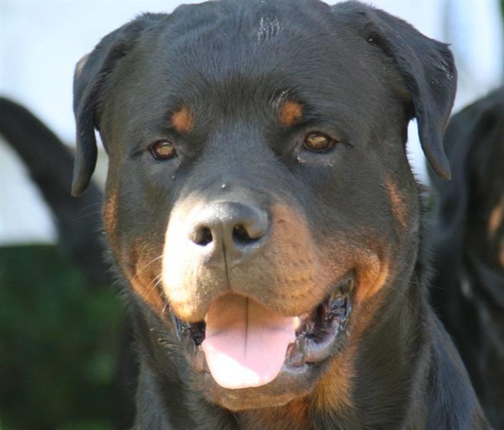 Rottweiler Fattiggården's Humphrey billede 1
