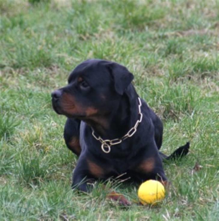 Rottweiler Fattiggården's Humphrey billede 2