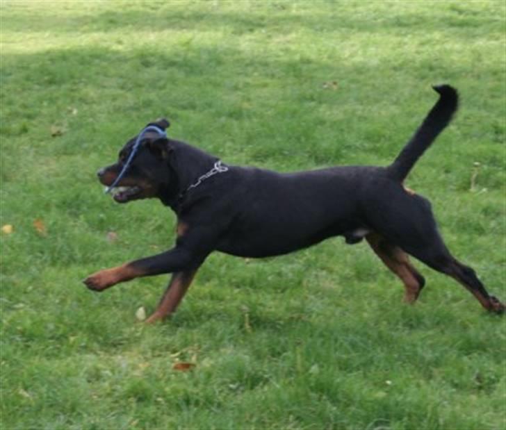 Rottweiler Fattiggården's Humphrey billede 3