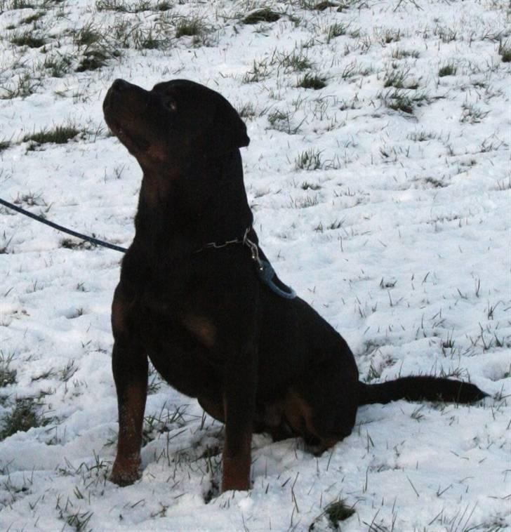 Rottweiler Fattiggården's Humphrey billede 4