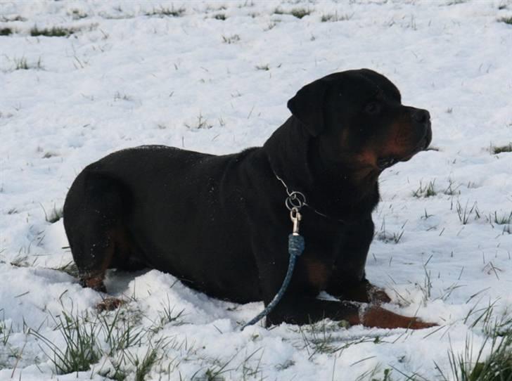 Rottweiler Fattiggården's Humphrey billede 5