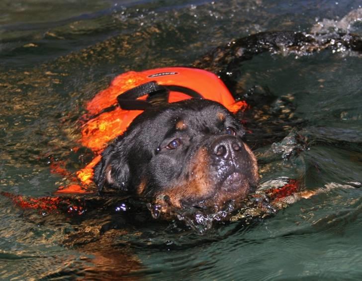 Rottweiler Fattiggården's Humphrey billede 6