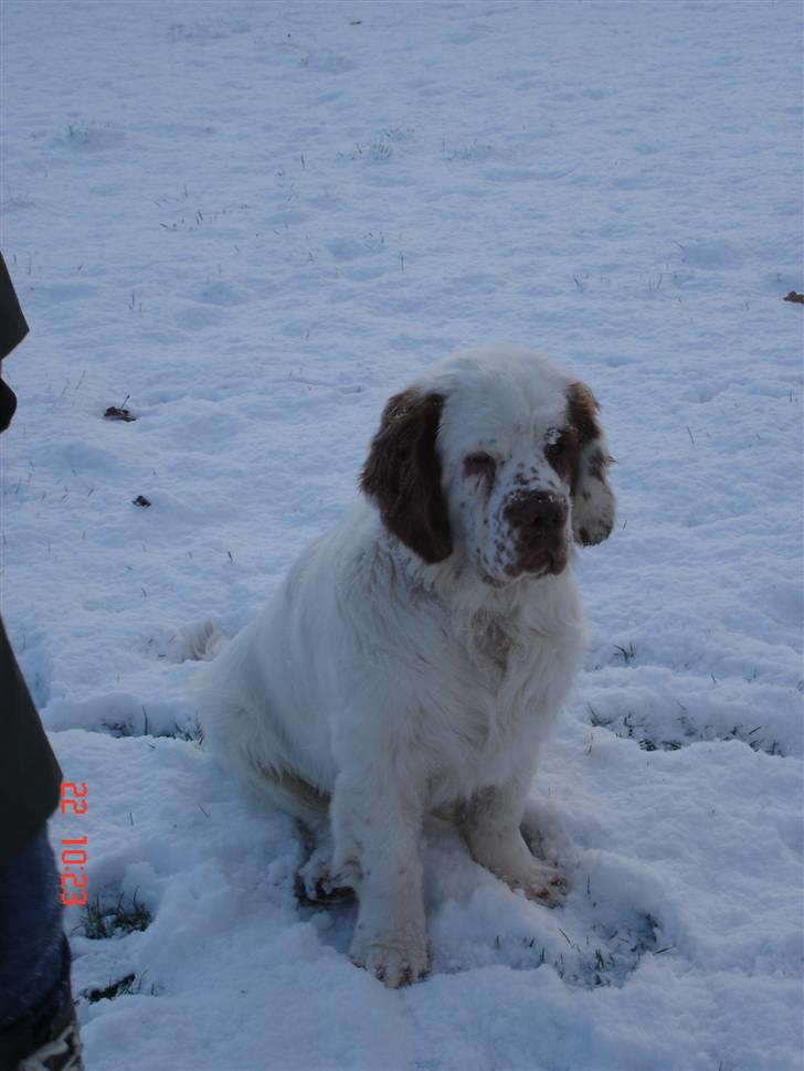 Clumber spaniel Ismo - Ismo ser sne for første gang billede 6