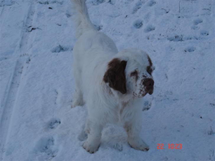 Clumber spaniel Ismo - Ismo ser sne for første gang billede 7