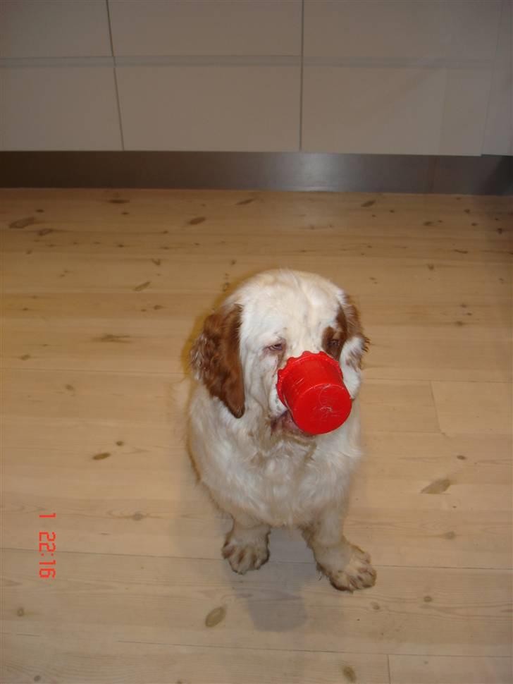 Clumber spaniel Ismo - Ismo klovner billede 8