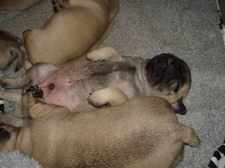 Mops Thico - Thico der ligger godt og sover på ryggen.. billede 9