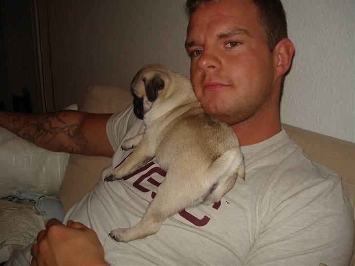 Mops Thico - Thico og hans søskende.. billede 10