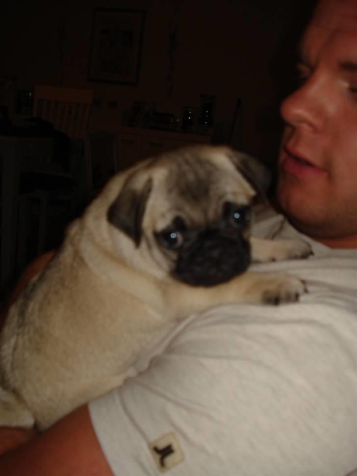 Mops Thico - Thico og hans søskende.. billede 11