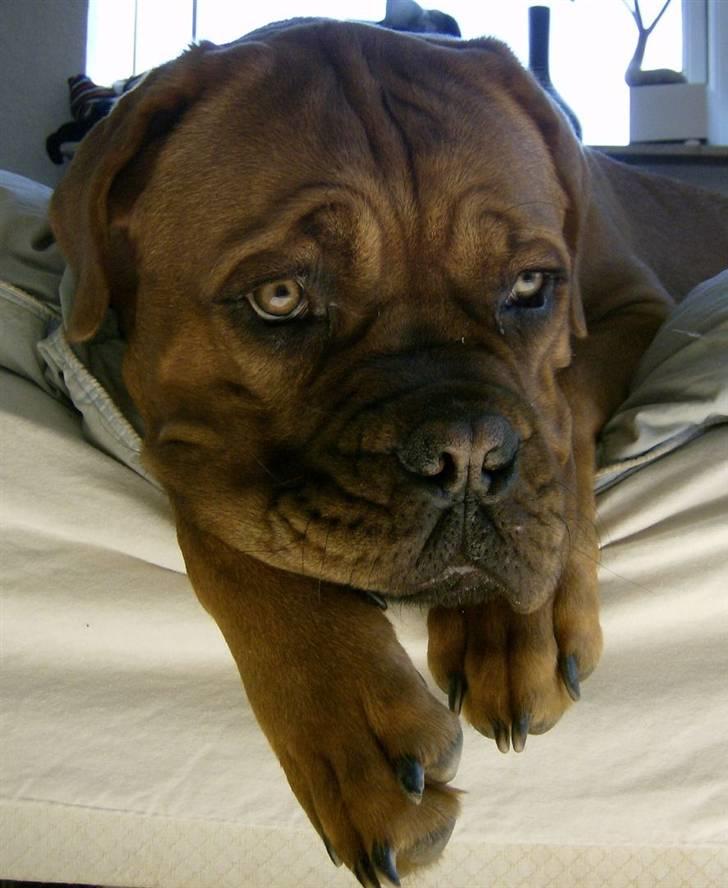 Dogue de bordeaux Zeus billede 5