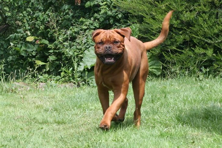 Dogue de bordeaux Zeus billede 6