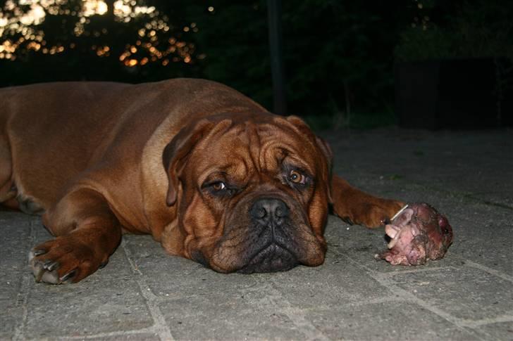 Dogue de bordeaux Zeus - jeg nyder solnedgangen med min oksestrube :) billede 7