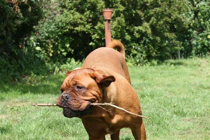 Dogue de bordeaux Zeus - fuld fart fremad billede 8