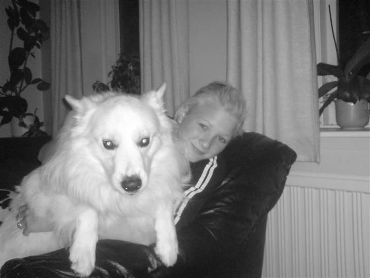 Samojedhund Nanok billede 1