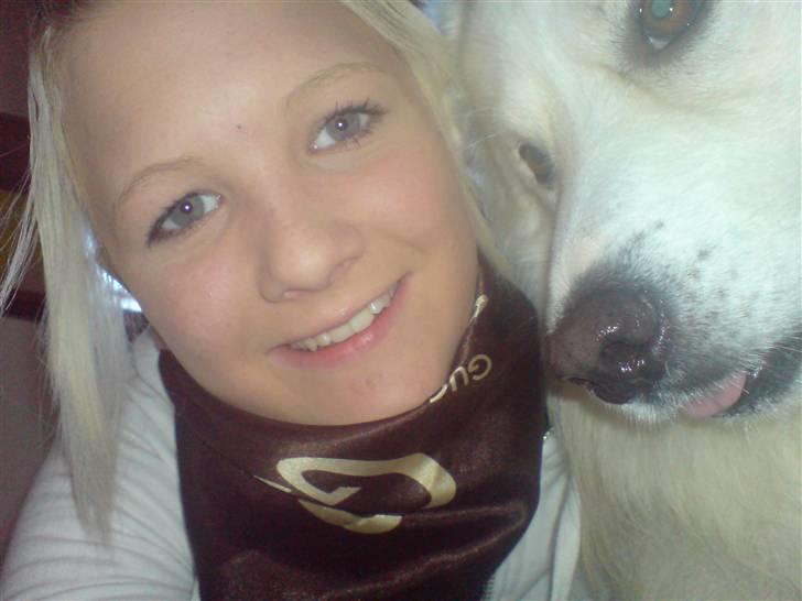 Samojedhund Nanok billede 2