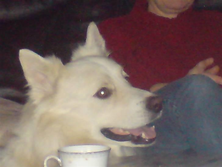 Samojedhund Nanok billede 3