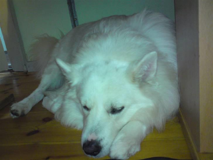 Samojedhund Nanok billede 4