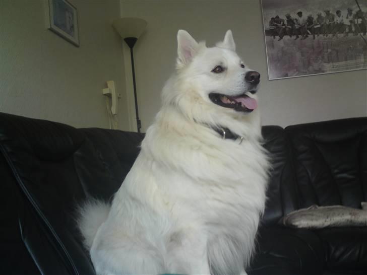 Samojedhund Nanok billede 5