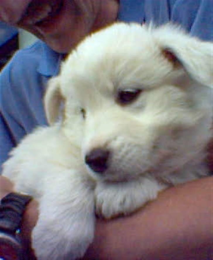 Samojedhund Nanok billede 6