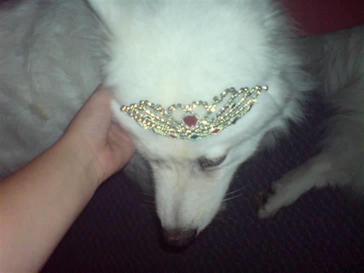 Samojedhund Laika R.I.P. ;'( billede 1