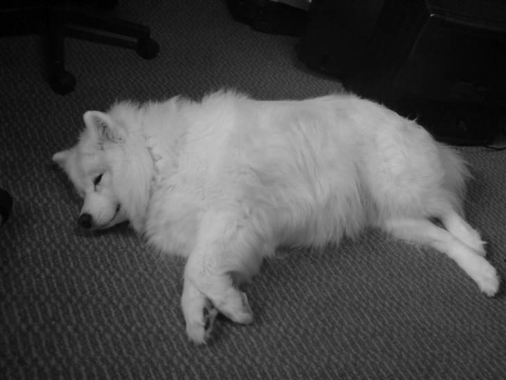 Samojedhund Laika R.I.P. ;'( billede 2