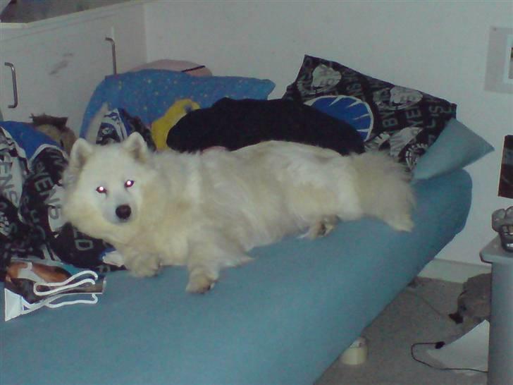 Samojedhund Laika R.I.P. ;'( billede 3