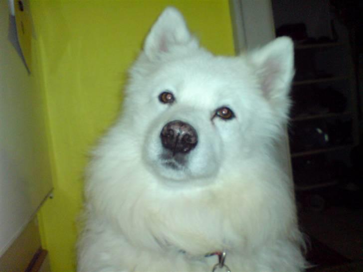 Samojedhund Laika R.I.P. ;'( billede 4