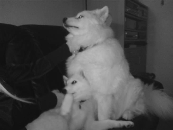 Samojedhund Laika R.I.P. ;'( billede 5