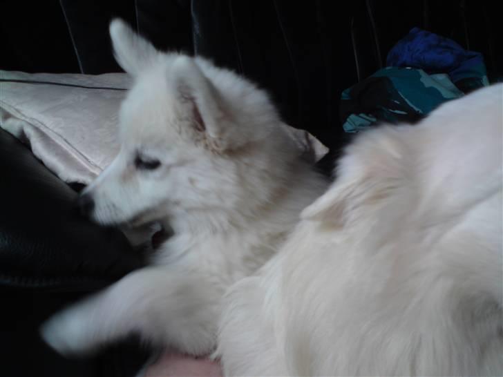 Samojedhund Chena billede 1