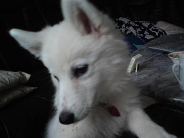 Samojedhund Chena billede 3