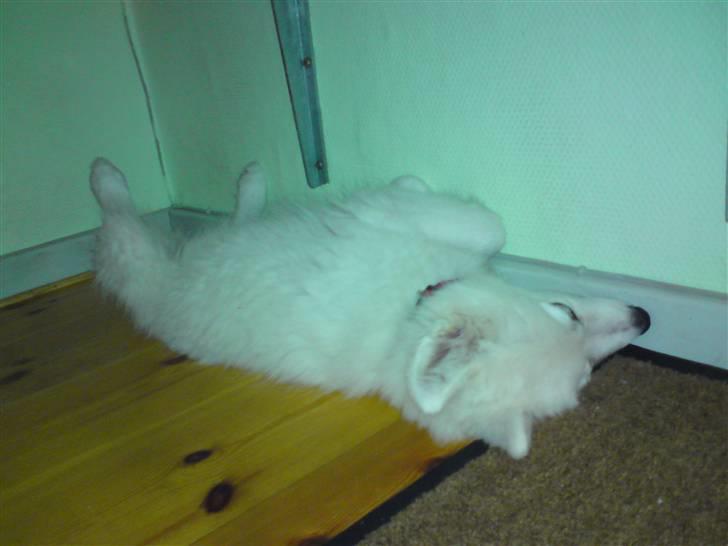 Samojedhund Chena billede 4