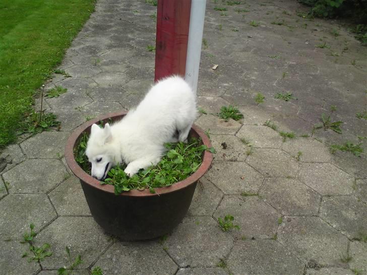 Samojedhund Chena billede 5