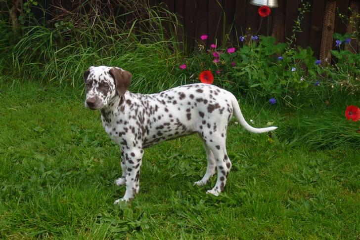 Dalmatiner Peggy billede 1