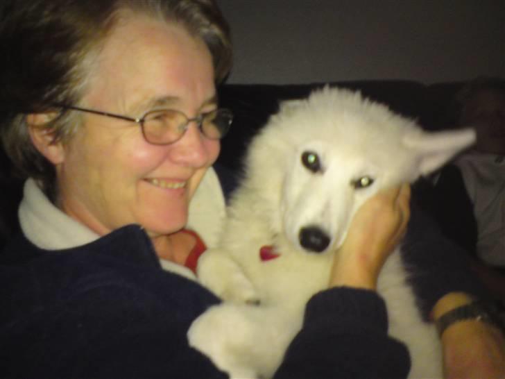 Samojedhund Chena billede 6