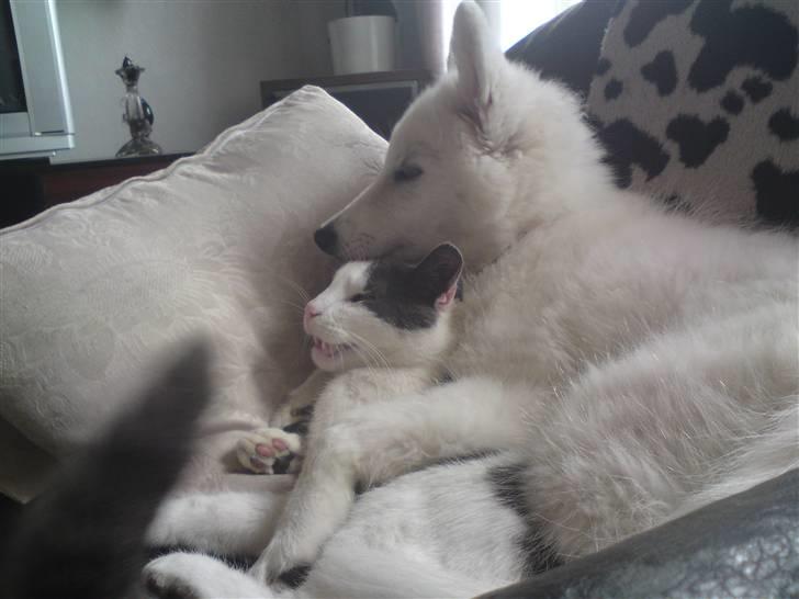 Samojedhund Chena billede 7