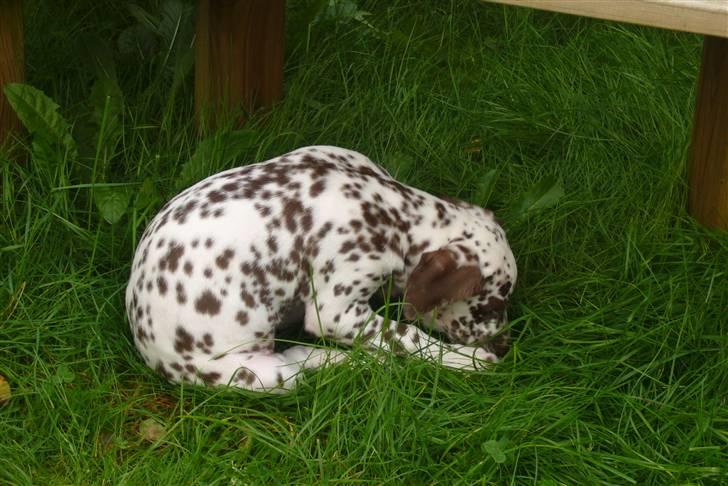 Dalmatiner Peggy billede 3