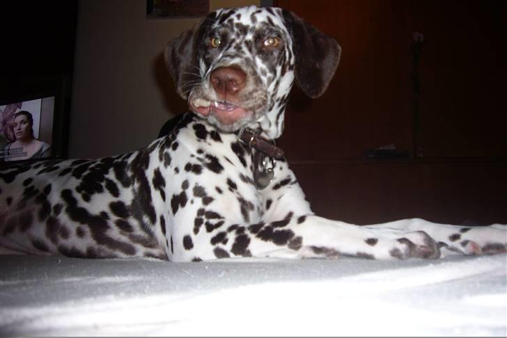 Dalmatiner Peggy billede 4