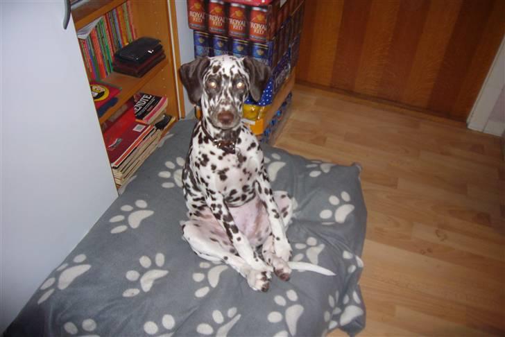 Dalmatiner Peggy billede 5