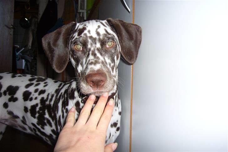 Dalmatiner Peggy billede 6