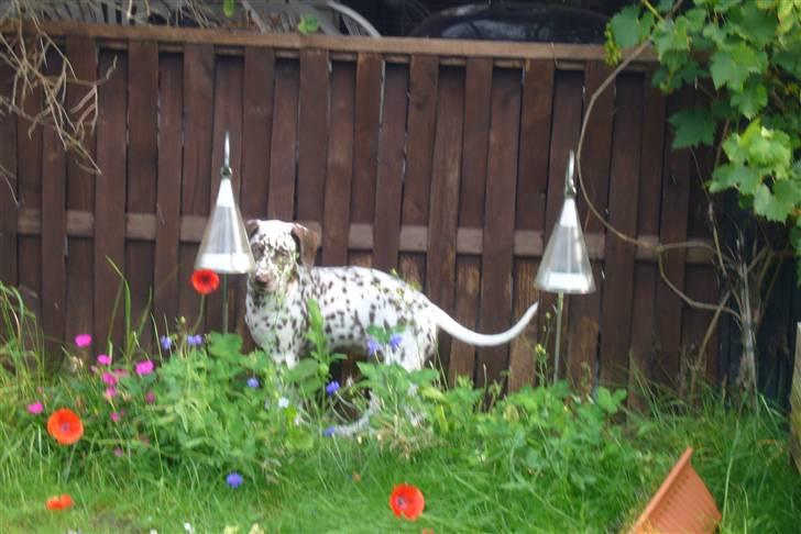 Dalmatiner Peggy billede 7
