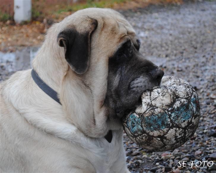 Mastiff Stiff - har jeg ikke mange rynker?? billede 12