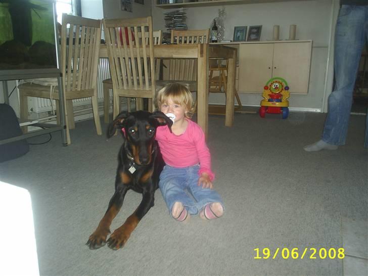 Dobermann Ally *R.I.P* billede 10